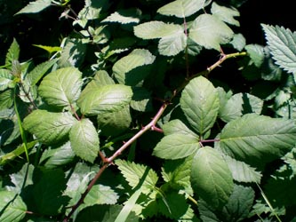 Rubus_armeniacus_BO_Sundern290913_TK13.jpg