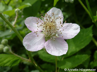 Rubus_armeniacus_Bergheim_110616_ho01.jpg