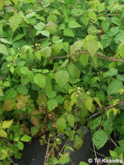 Rubus_caesius_Niederrhein140609_TK31.jpg