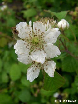 Rubus_caesius_Niederrhein140609_TK33.jpg