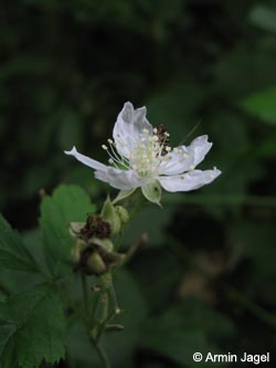 Rubus_caesius_Primaerhybride_HERResserWaeldchen060909_ja04.jpg