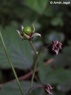 Rubus_caesius_Primaerhybride_HERResserWaeldchen060909_ja07.jpg