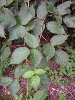 Rubus_divaricatus_HERResserWaeldchen060909_PG01.jpg