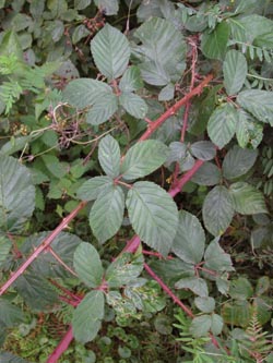 Rubus_divaricatus_HERResserWaeldchen060909_ja03.jpg