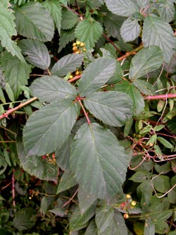Rubus_divaricatus_HERResserWaeldchen060909_ja04.jpg
