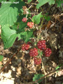 Rubus_elegantispinosus_Aufnahme2_DOHOhensyburg300808_ja03.jpg