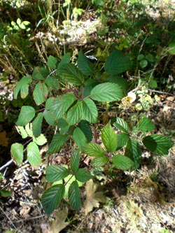 Rubus_elegantispinosus_BO_Sundern_290913_TK05.jpg