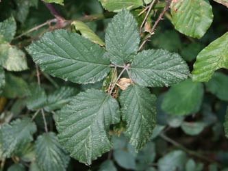 Rubus_elegantispinosus_HERGysenberg_CB04.jpg