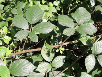 Rubus_foliosus_KrickenbeckerSeen_230814_TK161.jpg
