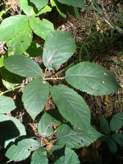 Rubus_geniculatus_BO_Sundern_290913_TK03.jpg