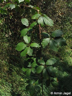 Rubus_grabowskii_Koppelstein_Mosel2009_ja01.jpg