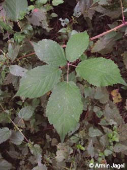 Rubus_gratus_HERResserWaeldchen060909_ja04.jpg