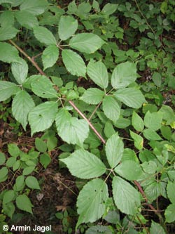 Rubus_gratus_HERResserWaeldchen060909_ja06.jpg