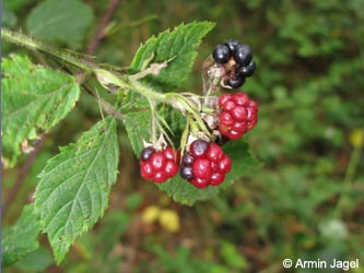 Rubus_gratus_HERResserWaeldchen060909_ja11.jpg