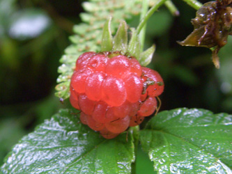 Rubus_idaeus_BOWeitmarerHolz190708_ja02.jpg