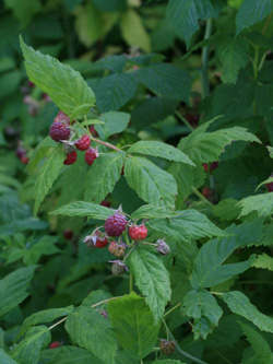 Rubus_idaeus_Duisburg_170610CB01.jpg