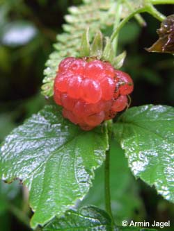 Rubus_idaeus_weitmarerholz180708_ja13.jpg