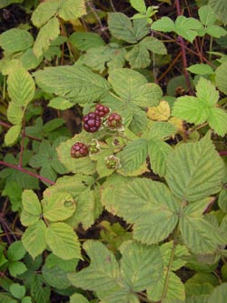 Rubus_incisior_HERResserWaeldchen060909_PG01.jpg