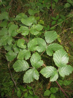 Rubus_keilianus_HERResserWaeldchen060909_ja02.jpg