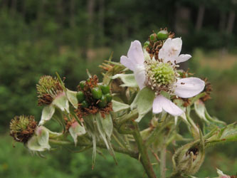 Rubus_laciniatus_190715_ja04.jpg