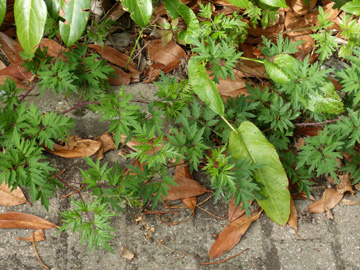 Rubus_laciniatus_Holzwickede_DuisburgerWeg_200916_WHessel02.jpg