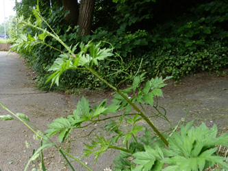 Rubus_laciniatus_Schwerte_110616_WHessel03.jpg