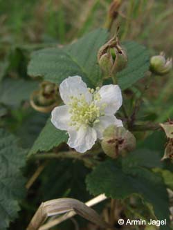 Rubus_leuciscanus_Elbe2008_5_ja19.jpg