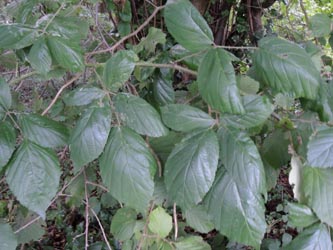 Rubus_macrophyllus_KrickenbeckerSeen_230814_TK63.jpg