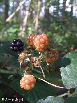 Rubus_myricae_Elbe2008_8_ja20.jpg