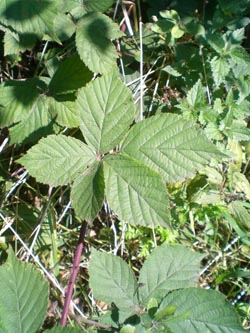 Rubus_nemorosus_BO_Sundern_290913_TK01.jpg