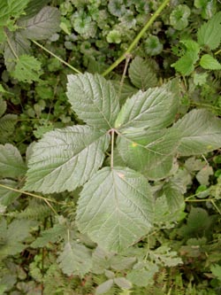 Rubus_nemorosus_HERResserWaeldchen060909_ja01.jpg