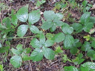 Rubus_nemorosus_KrickenbeckerSeen_230814_TK103.jpg