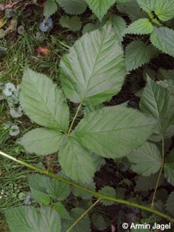 Rubus_nessensis_HERREsserWaeldchen060909_ja03.jpg