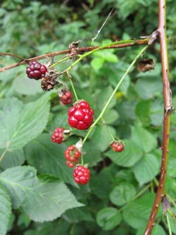 Rubus_nessensis_HERResserWaeldchen060909_ja10.jpg