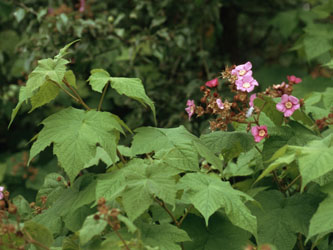 Rubus_odoratus_90_ja01.jpg