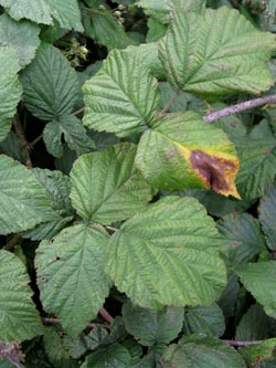 Rubus_pseudidaeus_HERResserWaeldchen060909_ja02.jpg