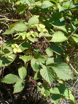 Rubus_pyramidalis_BO_Sundern_290913_TK01.jpg