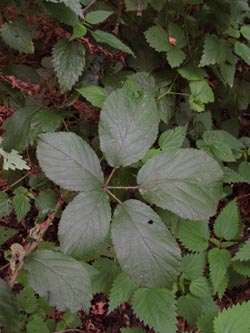 Rubus_pyramidalis_HERResserWaeldchen060909_ja01.jpg
