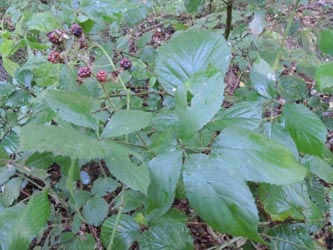Rubus_pyramidalis_KrickenbeckerSeen_230814_TK134.jpg