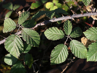 Rubus_ulmifolius_Zollverein_261016_CB04.jpg