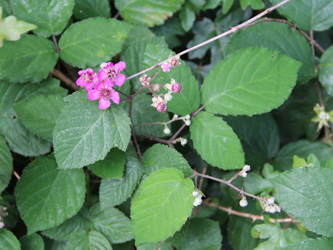 Rubus_vestitus_Schlupkothen_020716_CB05.jpg
