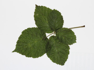 Rubus_zollvereinensis_181617_CB01.jpg