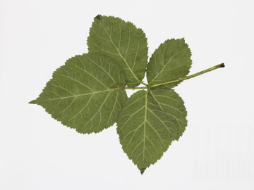 Rubus_zollvereinensis_181617_CB02.jpg