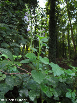 Scutellaria_altissima_BergGladbach_180915_HuSu01.jpg