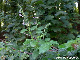 Scutellaria_altissima_BergischGaldbach_180915_MSportbert.jpg