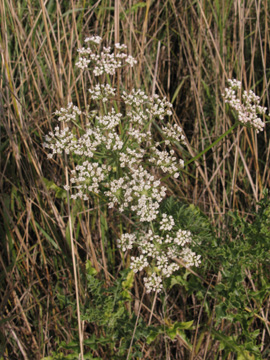 Selinum_carvifolium_Ascheberg060810_ja08.jpg