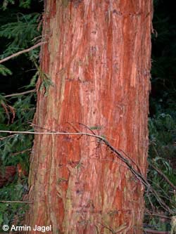 Sequoia_sempervirens_Burgholz2006_ja01.jpg