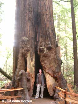 Sequoia_sempervirens_Kalifornien_EV01.jpg