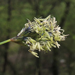 Sesleria caerulea - Gewöhnliches Blaugras