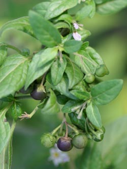 Solanum_chenopodioides_Koeln29112009_HuSu01.jpg